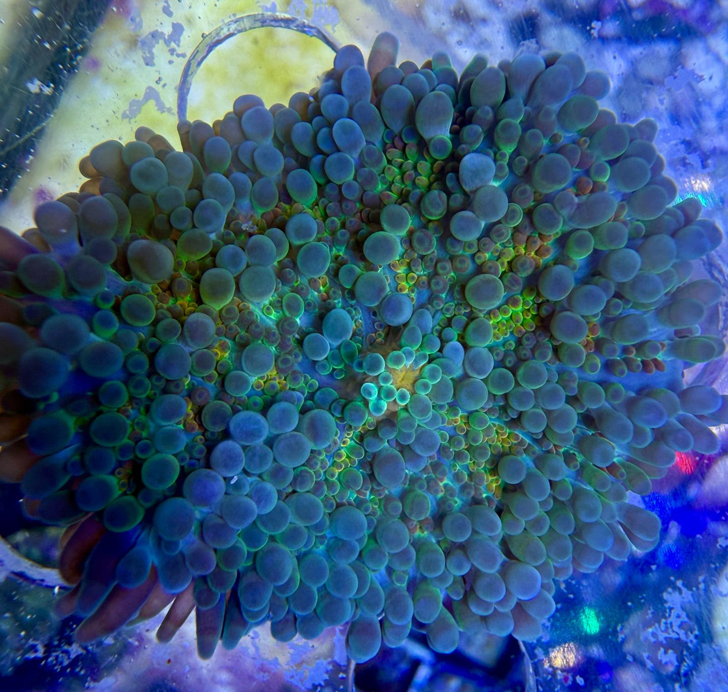 Ricordea yuma – „Rainbow“