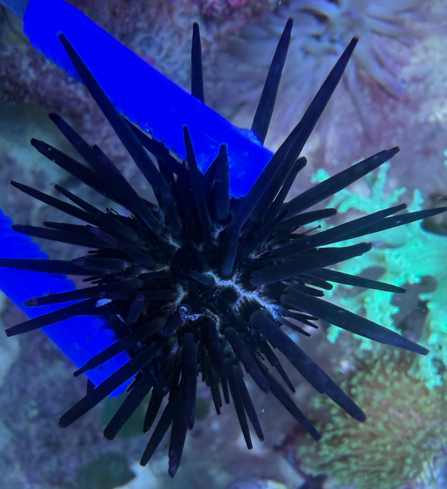 Echinometra sp. – Seeigel „Lila-Schwarz“