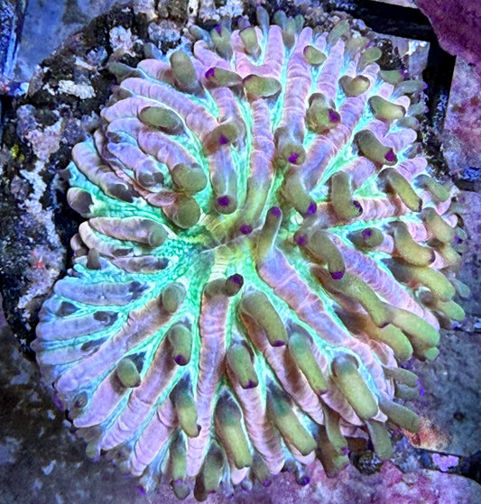Fungia sp. – „Rainbow“