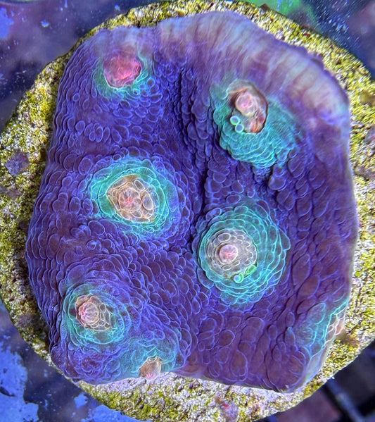 Echinophyllia sp. – „JF Aftershock Chalice“ M Ableger