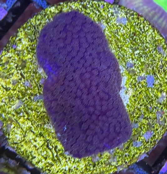 Montipora sp. – „Purple Haze“