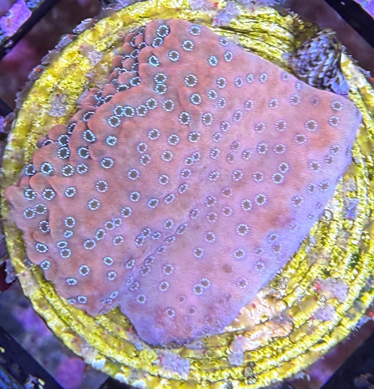 Montipora sp. – „WWC Cherry Tree“