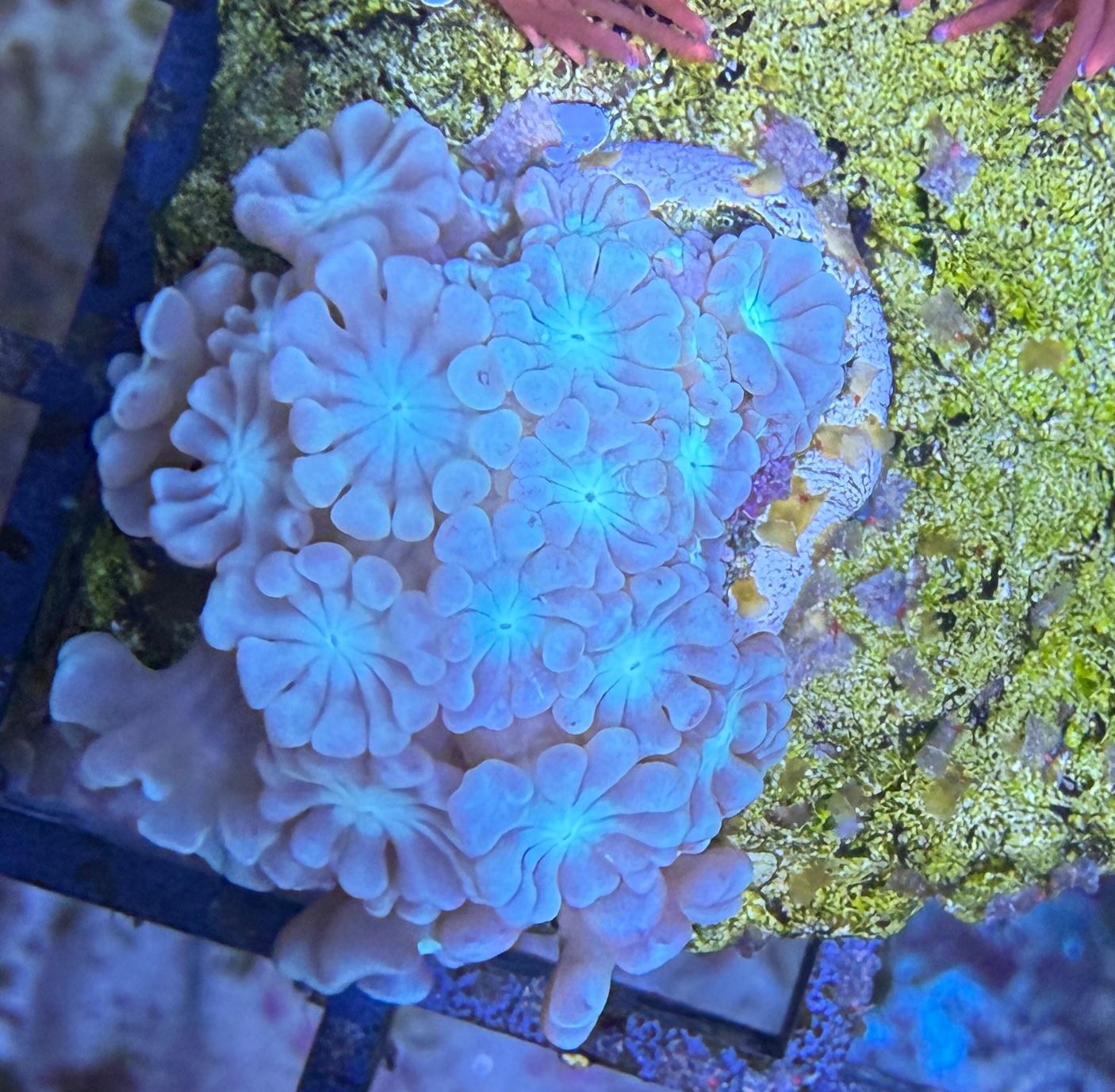 Alveopora sp. – „Cherry Blossom“ WYSIWYG