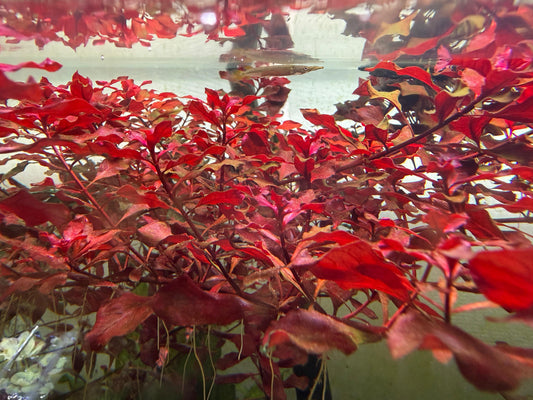 Ludwigia palustris – „Super Red“ (Aquariumpflanze / Stängelpflanze) 1 Ableger
