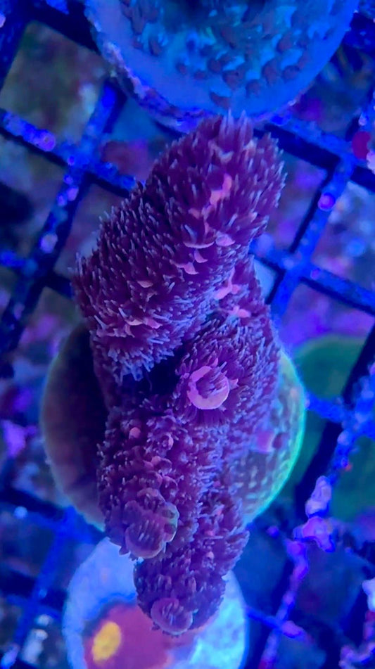SciReef Acropora Millepora 2022 TWIN ‘Ruby’ WYSIWYG