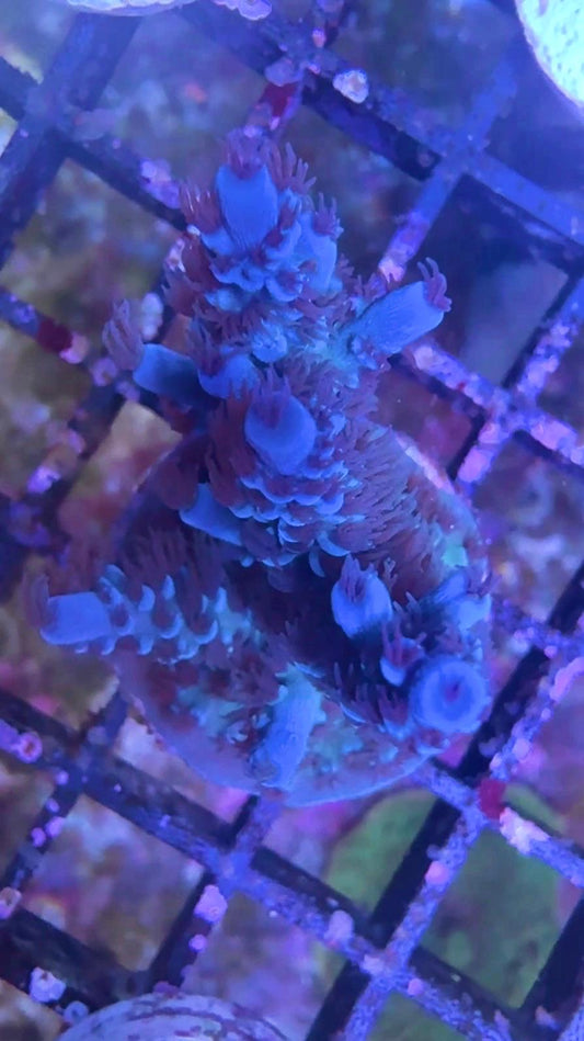 SciReef Acropora Kenti 2022 TWIN ‘Kenti Grade 1’ WYSIWYG