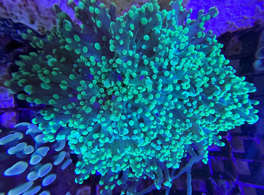 Euphyllia divisa "Toxic Green" Frogspawn WYSIWYG