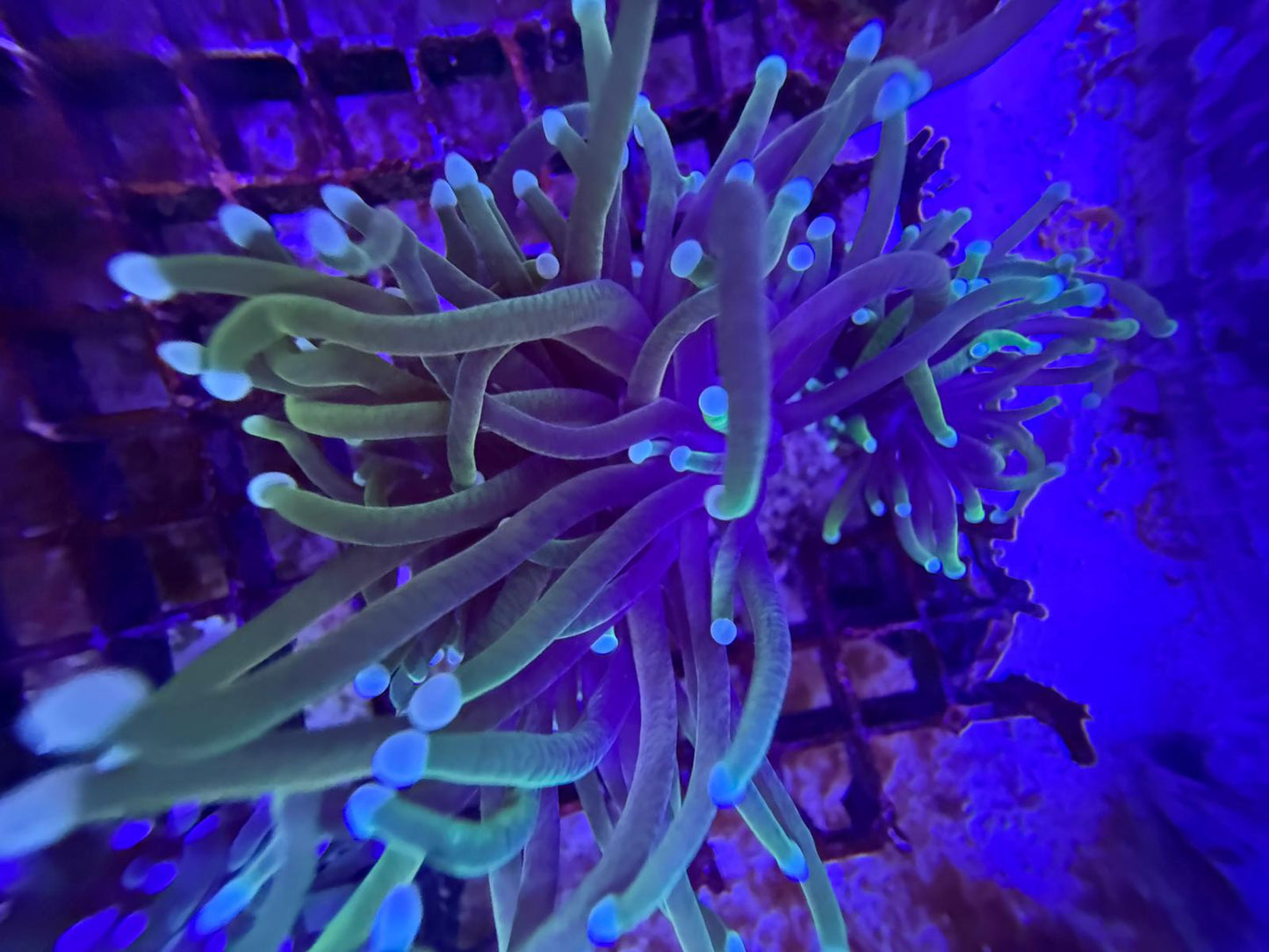 Euphyllia Glabrescens "Golden Torch"