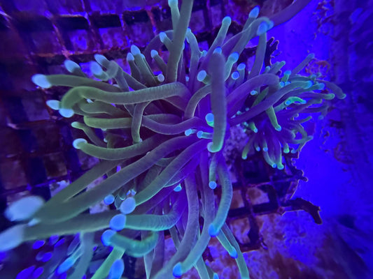 Euphyllia Glabrescens "Golden Torch"