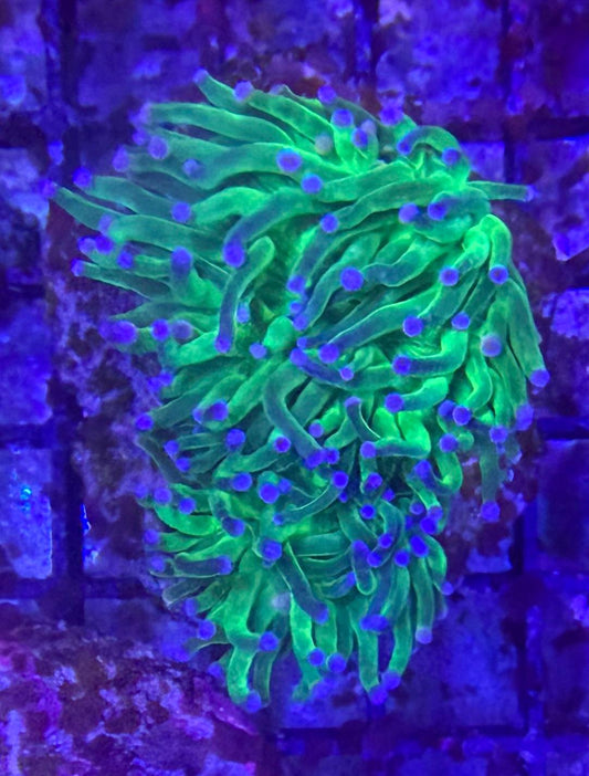 Euphyllia Glabrescens „Harlekin Torch“ WYSIWYG