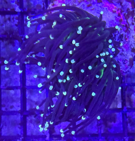 Euphyllia Glabrescens "Black Torch"
