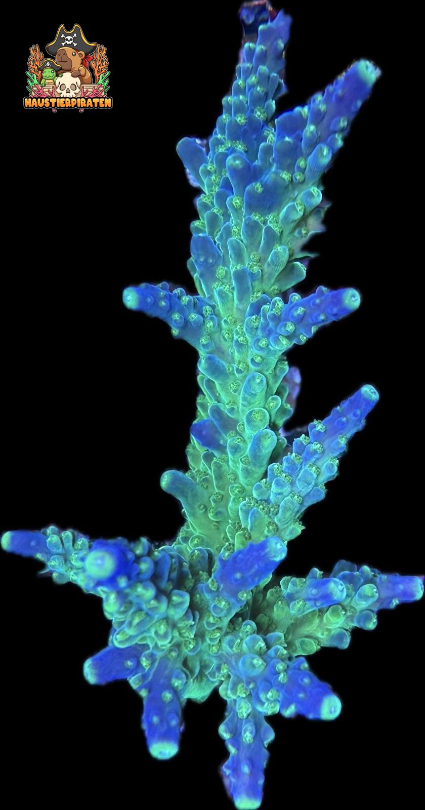 Acropora sp. – „Joker“