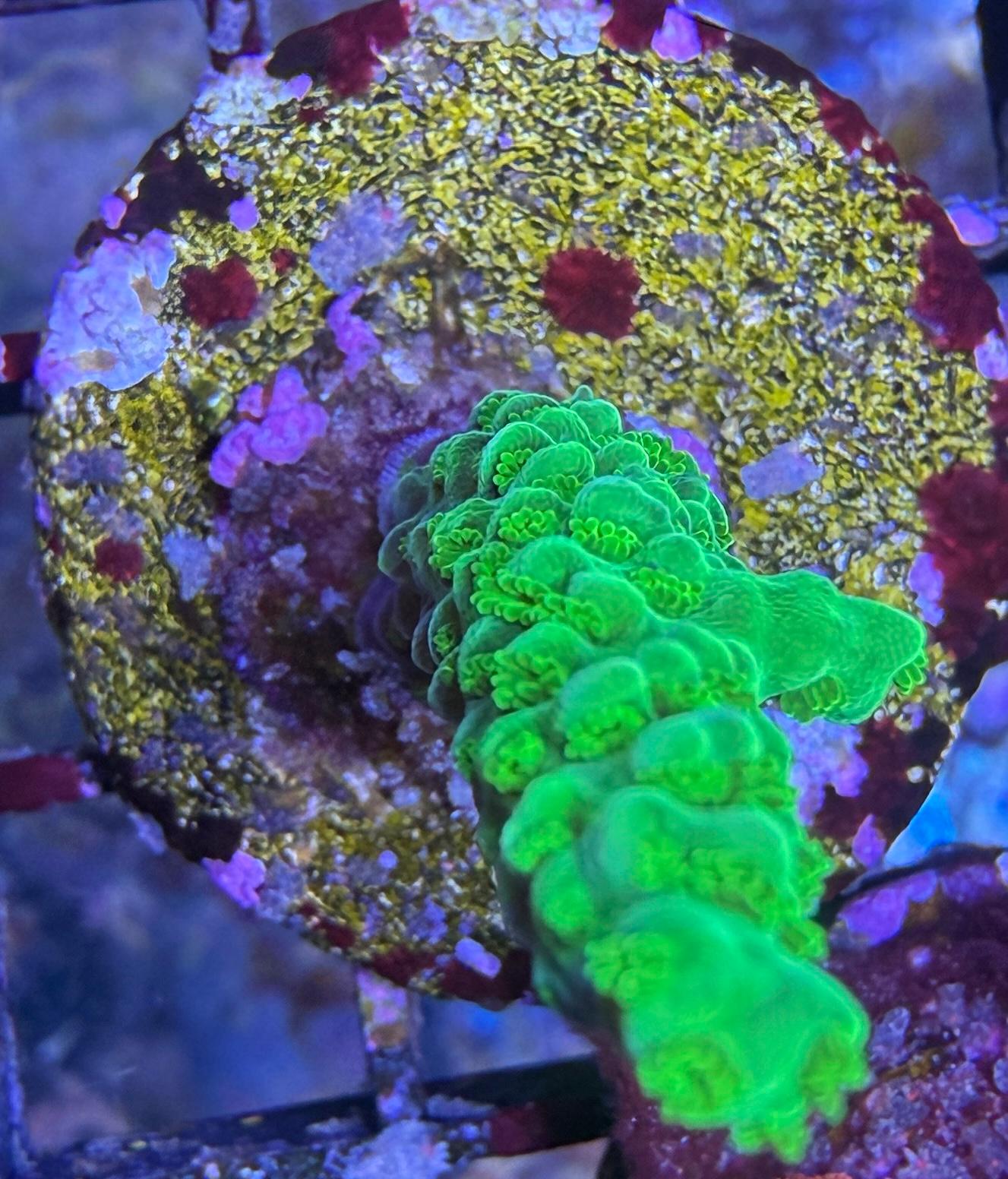 Acropora sp. – „Enzmann“