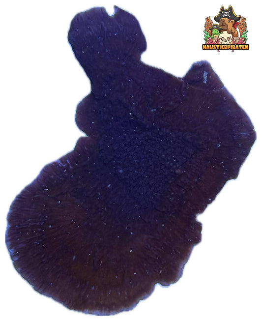 Montipora Hodgsoni Lila