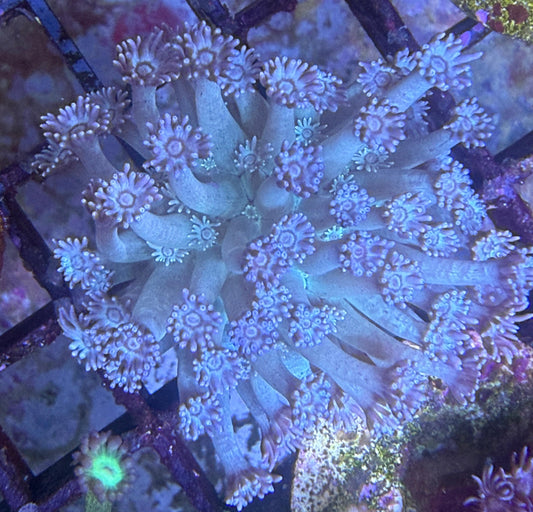 Goniopora sp. – „Blue“