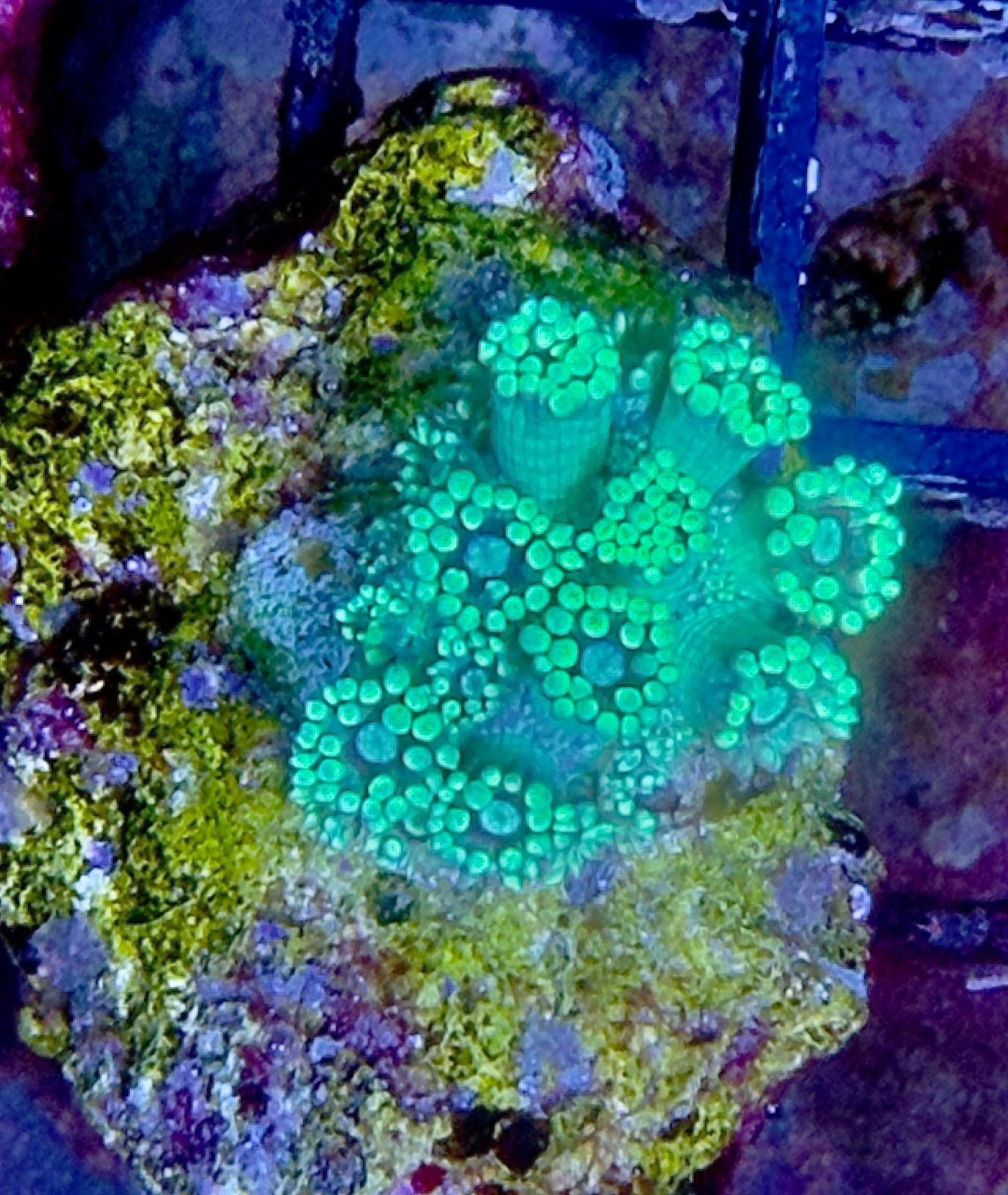 Goniopora sp. – „Toxic green"