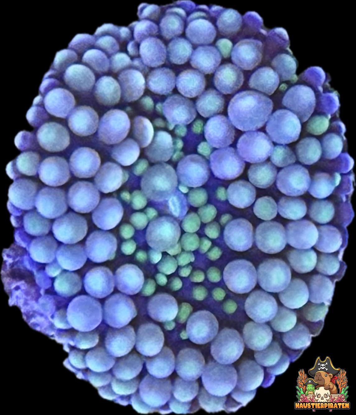 Ricordea "BlueTide"