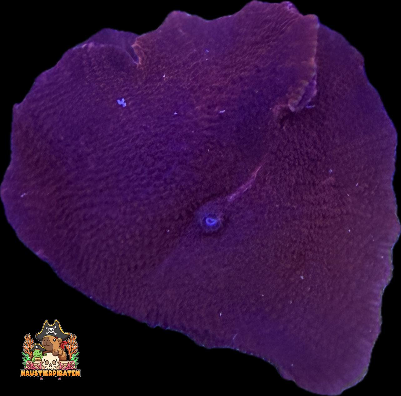 Discosoma sp. – „Dark Red“