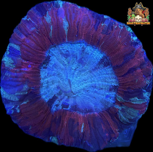 Trachyphyllia geoffroyi – „Ultra“ WYSIWYG