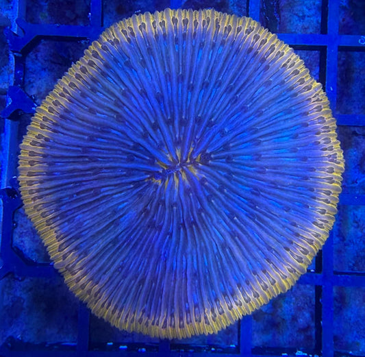 Fungia sp. – Orange/Blau