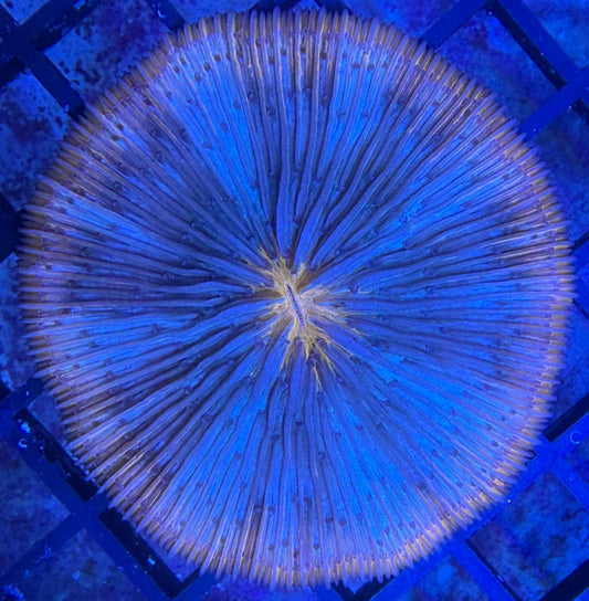 Fungia sp. – Orange/Blau gestreift