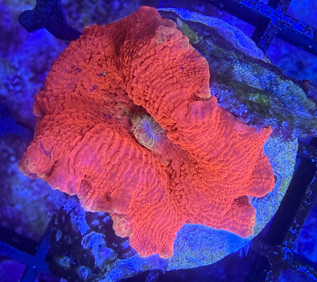 Discosoma Jawbreaker "Ultra Orange" WYSIWYG