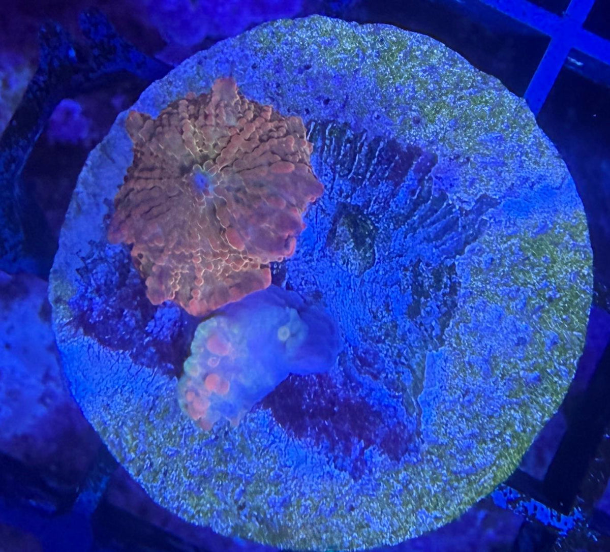 Discosoma Jawbreaker "Rainbow" WYSIWYG