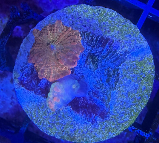 Discosoma Jawbreaker "Rainbow" WYSIWYG