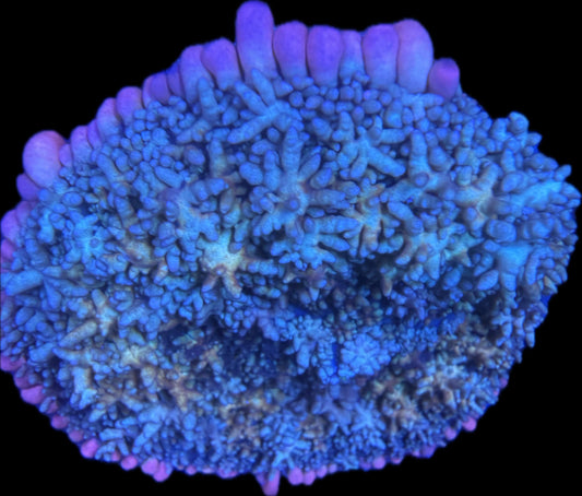 Rhodactis sp. – „Rainbow Frankenstein Bounce“ XL WYSIWYG