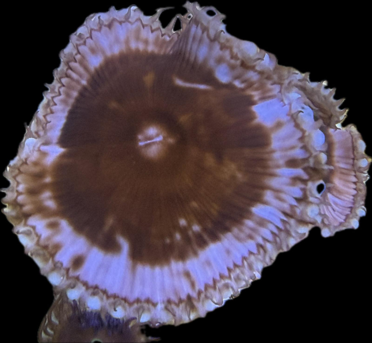 Palythoa grandiflora – Großpolypige Krustenanemone 1 Polyp
