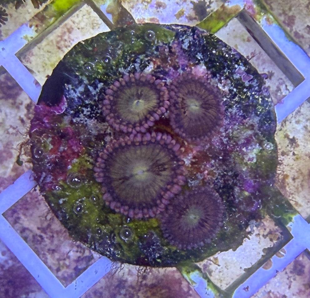 Zoanthus sp. „Halle Berry“