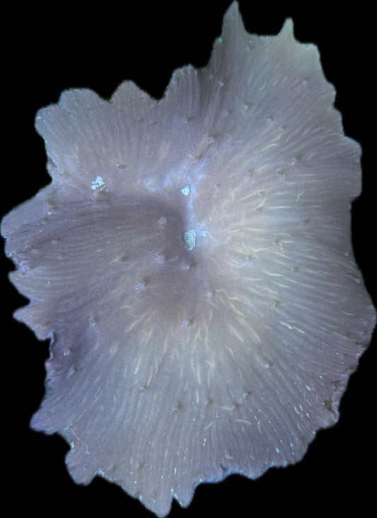 Sinularia Brassica Braun XL