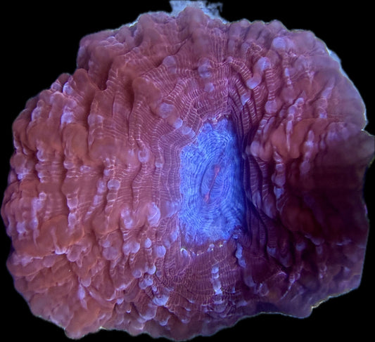 Cynarina lacrymalis „Orange“ WYSIWYG