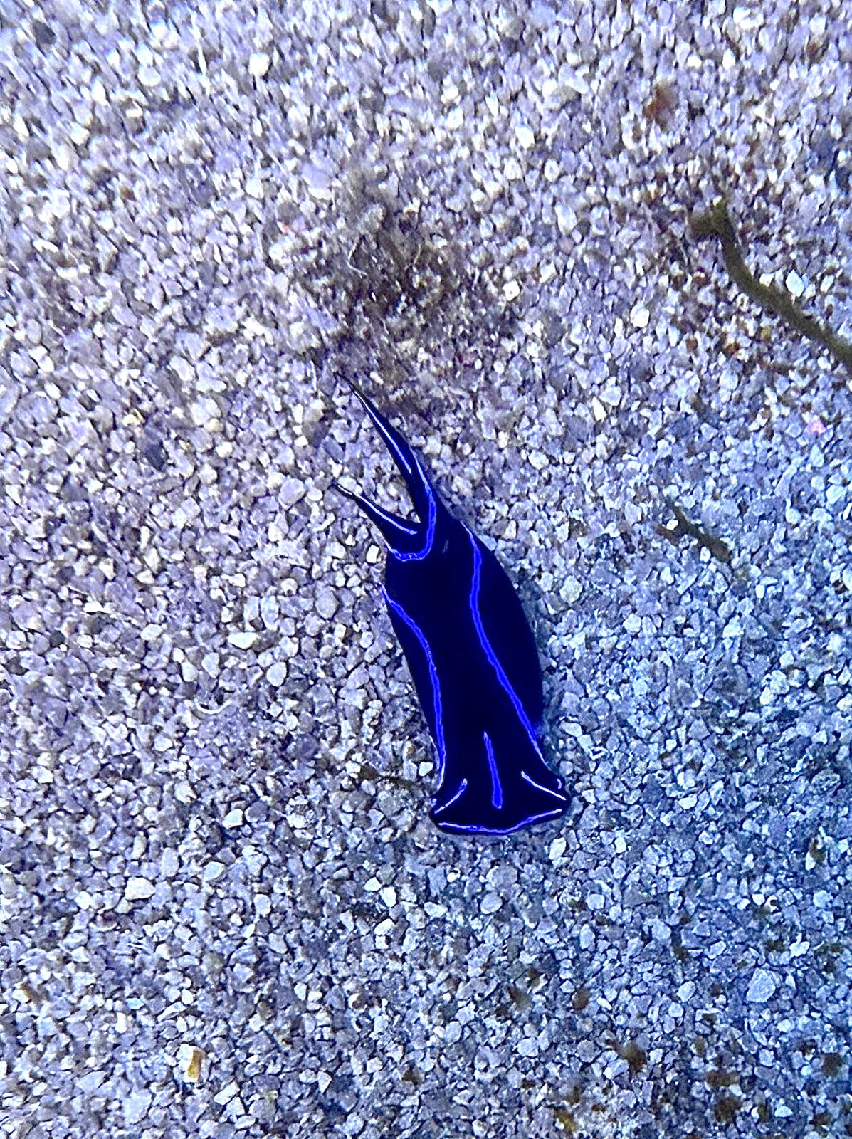 Chelidonura varians - Veränderliche Kopfschildschnecke