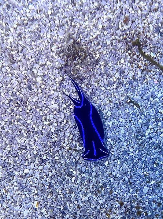 Chelidonura varians - Veränderliche Kopfschildschnecke