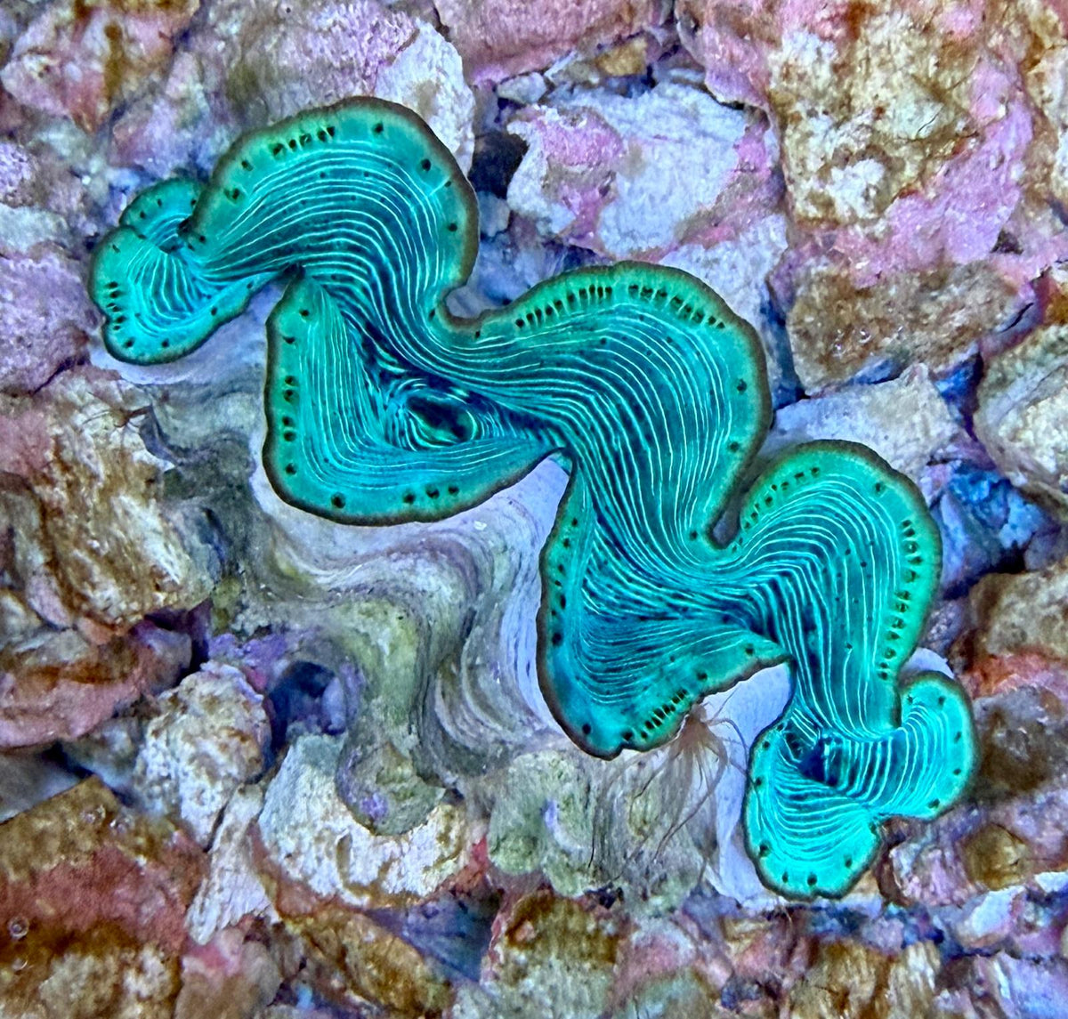 Tridacna maxima - Grabende Riesenmuschel (türkis)