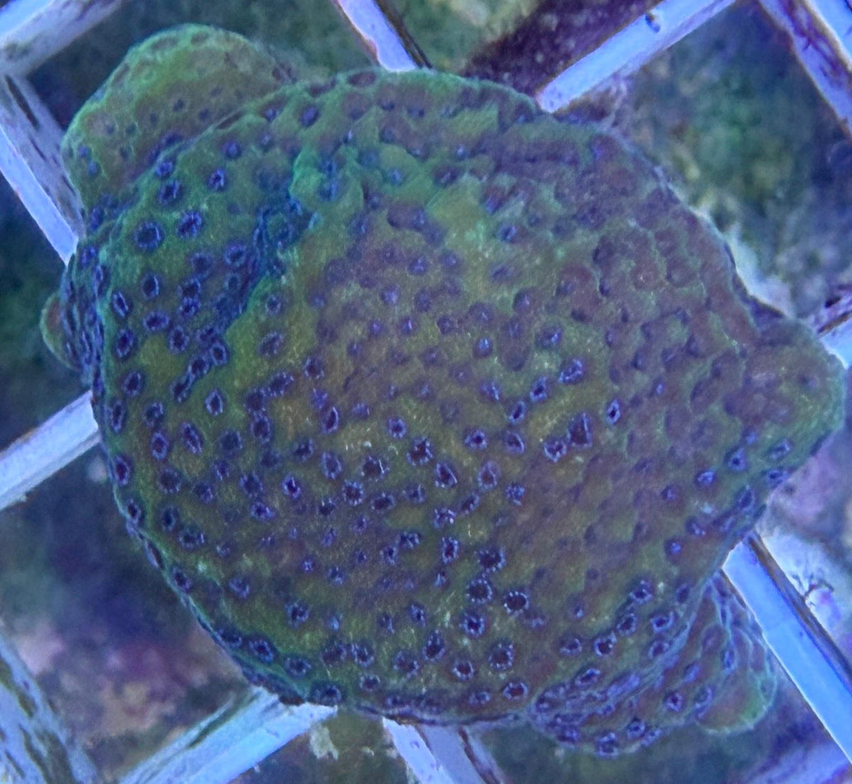 Montipora sp. – „Hologram“