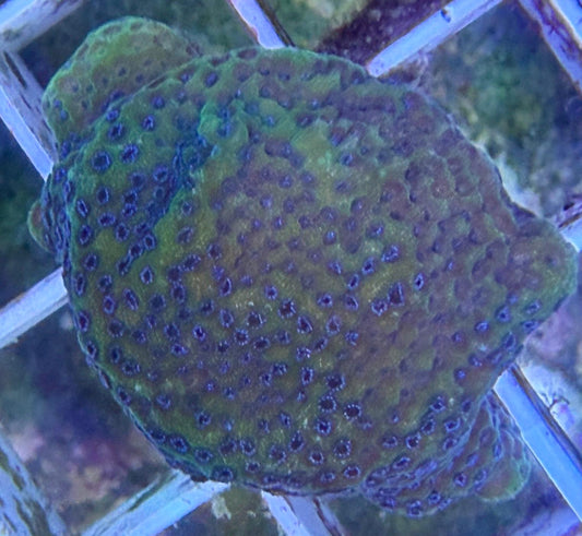Montipora sp. – „Hologram“