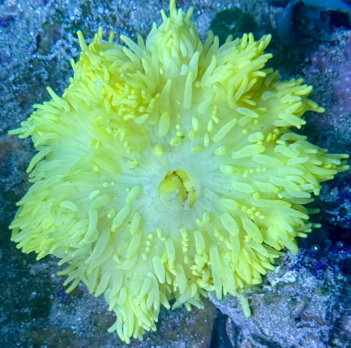 Heteractis crispa - Lederanemone Neon Gelb