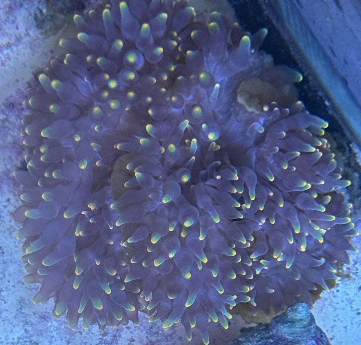 Entacmaea Quadricolor - Blasenanemone schwarz mit gelben Spitzen (rare)