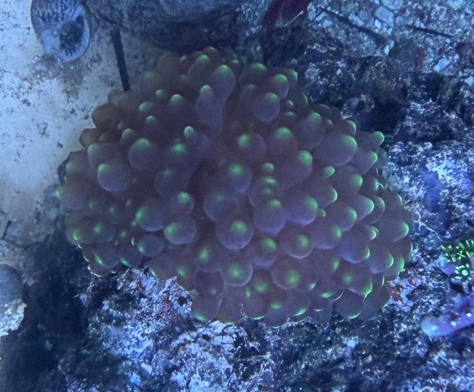 Entacmaea Quadricolor - Blasenanemone schwarz mit grünen Spitzen