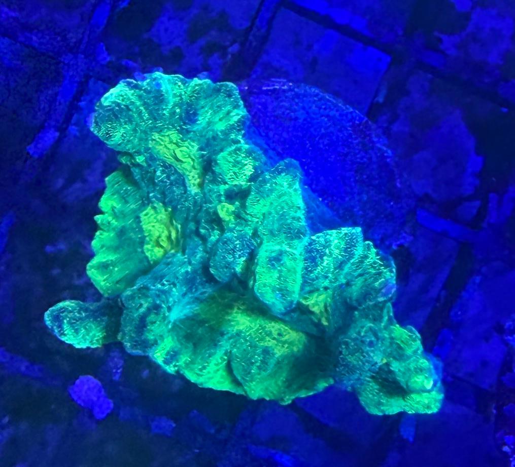 Pectinia alcicornis - "Space Invader"