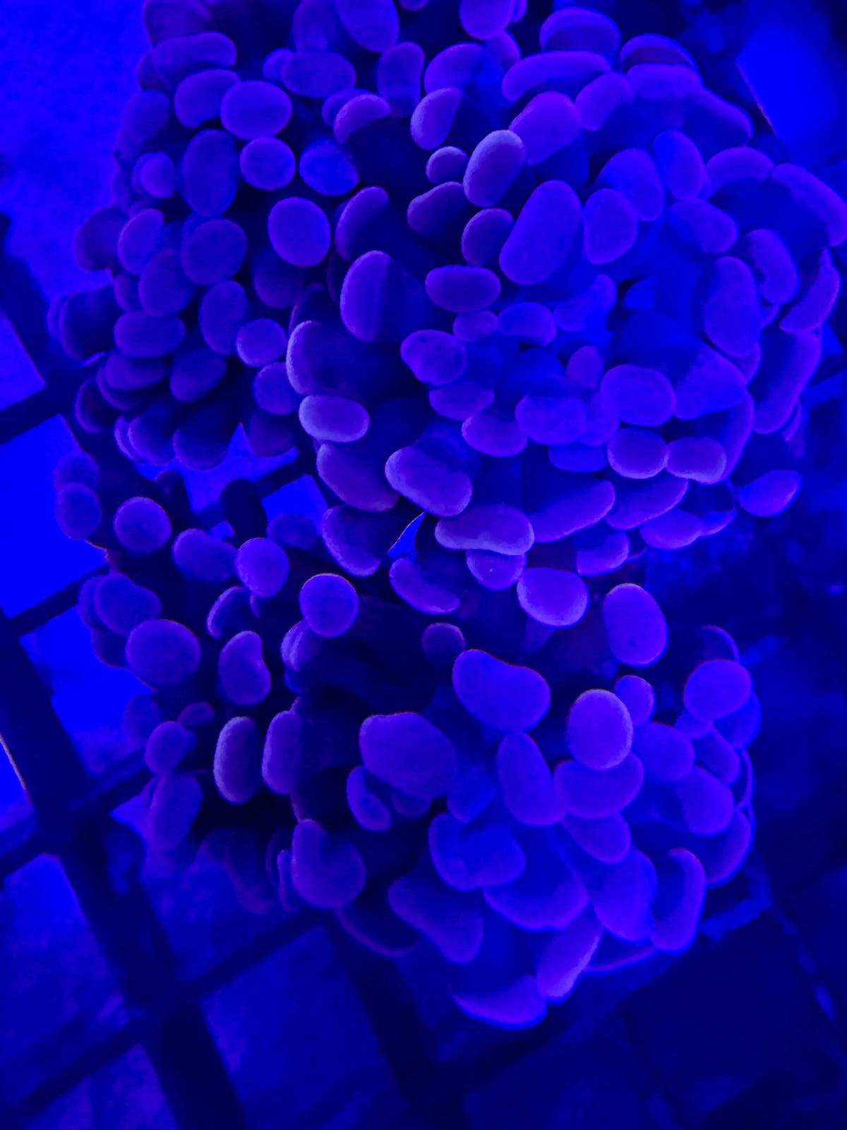 Euphyllia baliensis – „Rosegold“