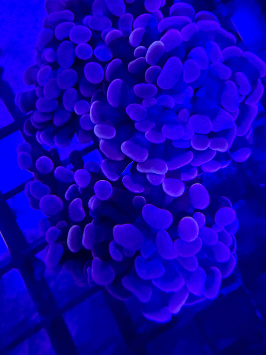 Euphyllia baliensis – „Rosegold“
