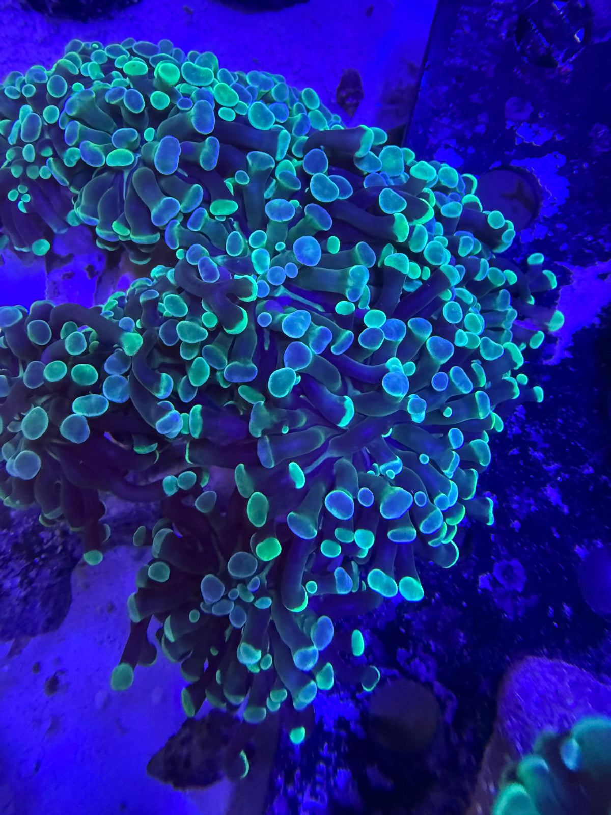 Euphyllia baliensis – „Grün/Blau“