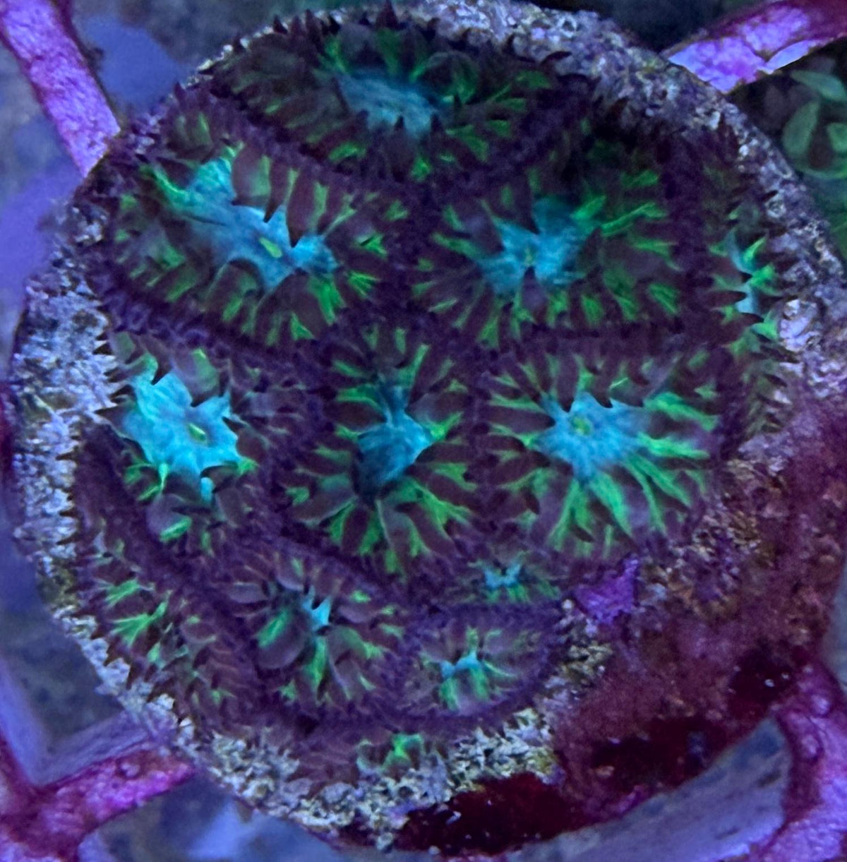 Blastomussa wellsi - Großpolypige Steinkoralle "Neon Forest"