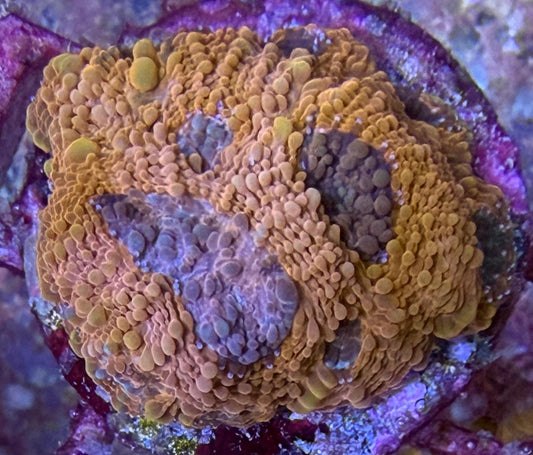 Echinophyllia – Chalice „Golden Rainbow“ WYSIWYG 2