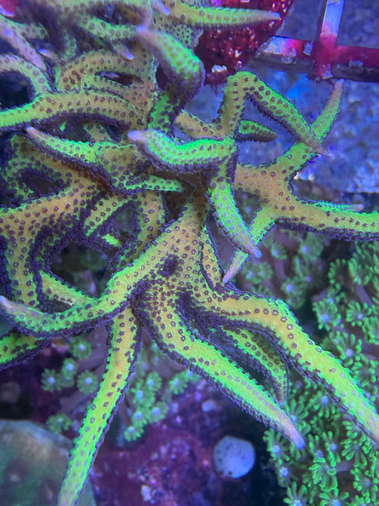 Seriatopora hystrix - Thorn Coral "Green"