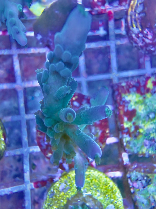 Acropora Echinata – "Blue"