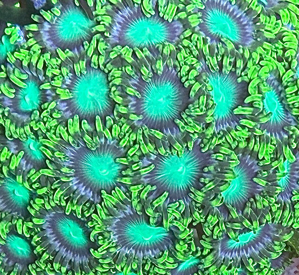 Zoanthus sp. – „Radioactive Dragon Eye“ min 5 Polypen